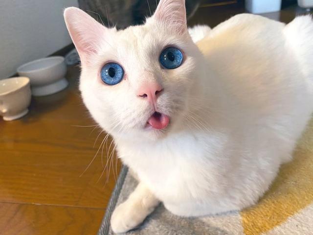 萌宠,可爱,猫咪,搞笑