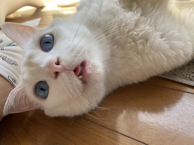 萌宠,可爱,猫咪,搞笑