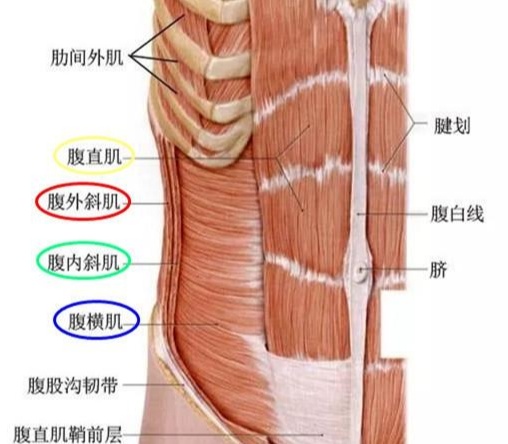 腹肌几个重要的的构成包括:腹直肌,腹外斜肌,腹内斜肌和腹