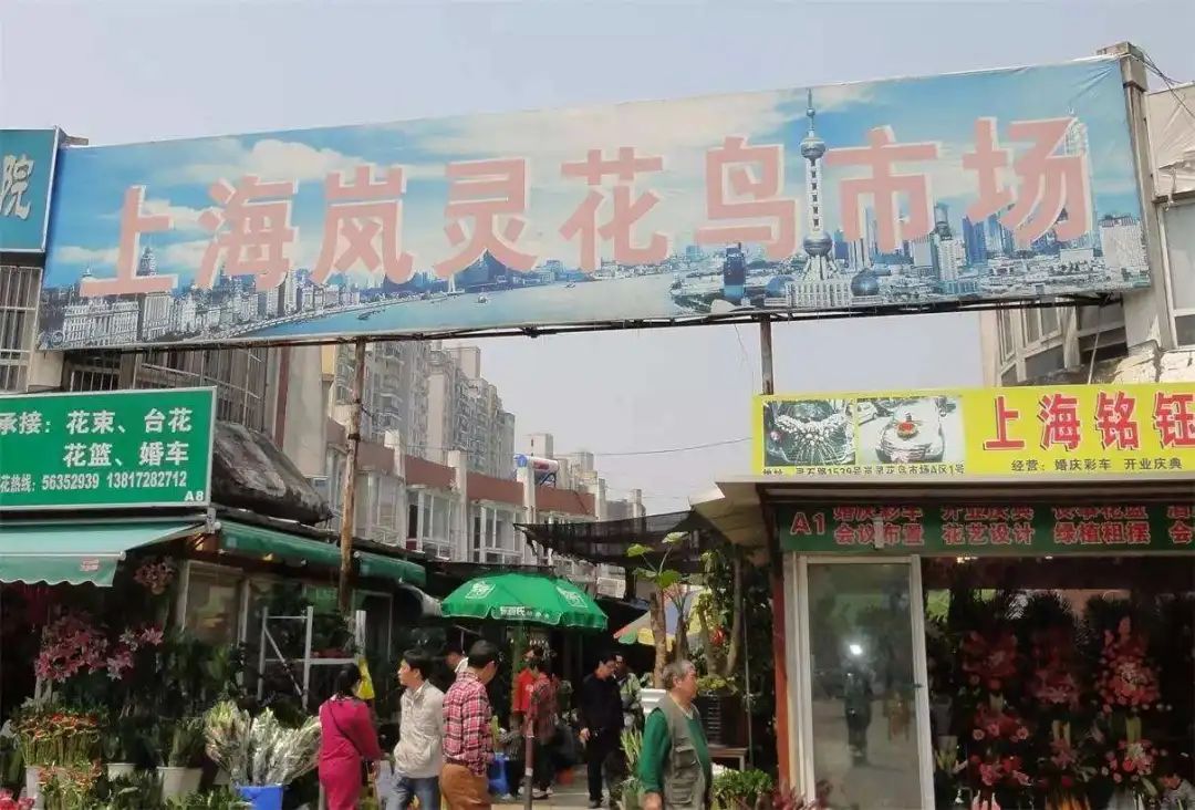 万商:市中心的最后一家花鸟市场