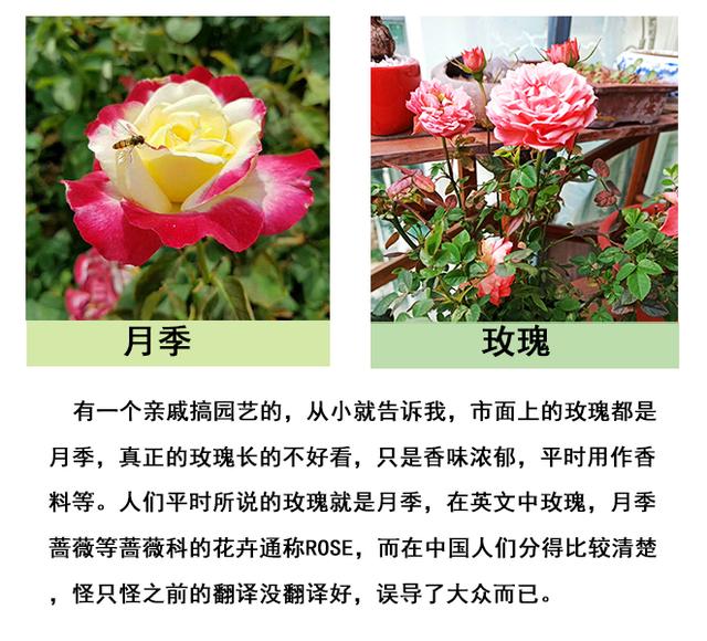 玫瑰,月季花,蔷薇科,蔷薇属