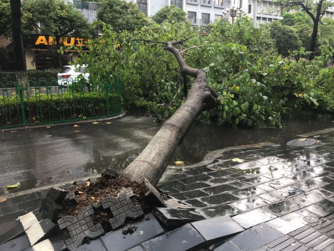 刚才桂林一阵暴雨,路边一棵大树轰然倒下