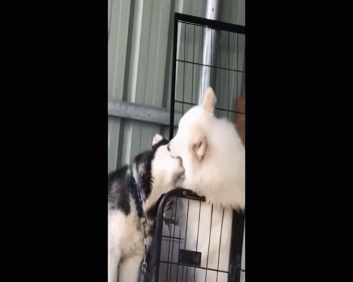 搞笑gif:哈士奇第一次见到猪_腾讯新闻