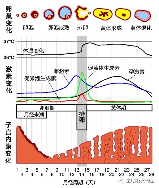 备孕须知:生理知识:排卵,真的排出了卵子嘛?错!