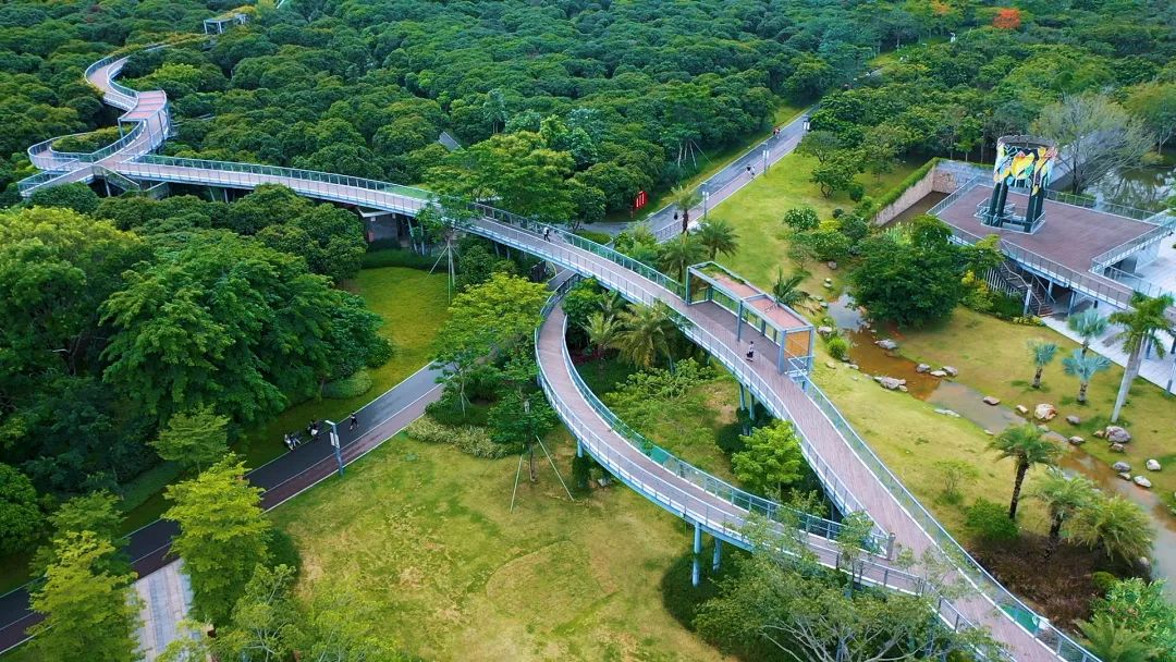 深圳,碧道,森林