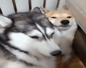 壁纸 动物 狗 狗狗 300_236 gif 动态图 动图