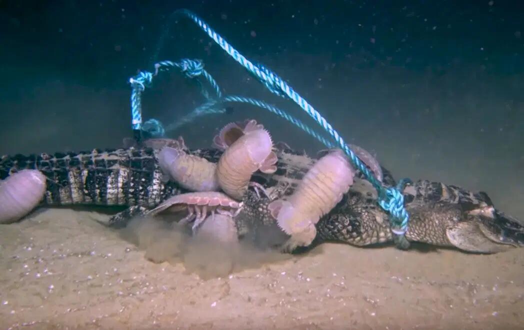 人们对这些深海生物以及它们的生存能力有很多误解.