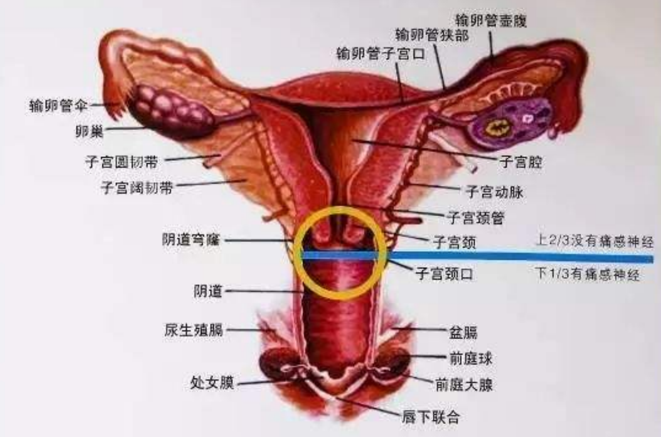 宫颈息肉隐藏的危害原来这么大!但是不要怕,及时治疗