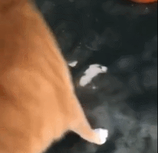 03 你这个不正经的鸭子!