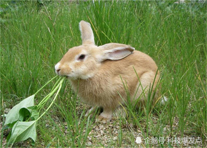 兔子吃草是常识,野兔却突然喜欢吃肉,地球的食物链正在转变?