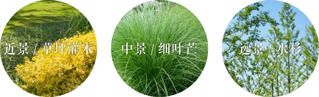 植物呈现的是个体生长的自然美和群体美.