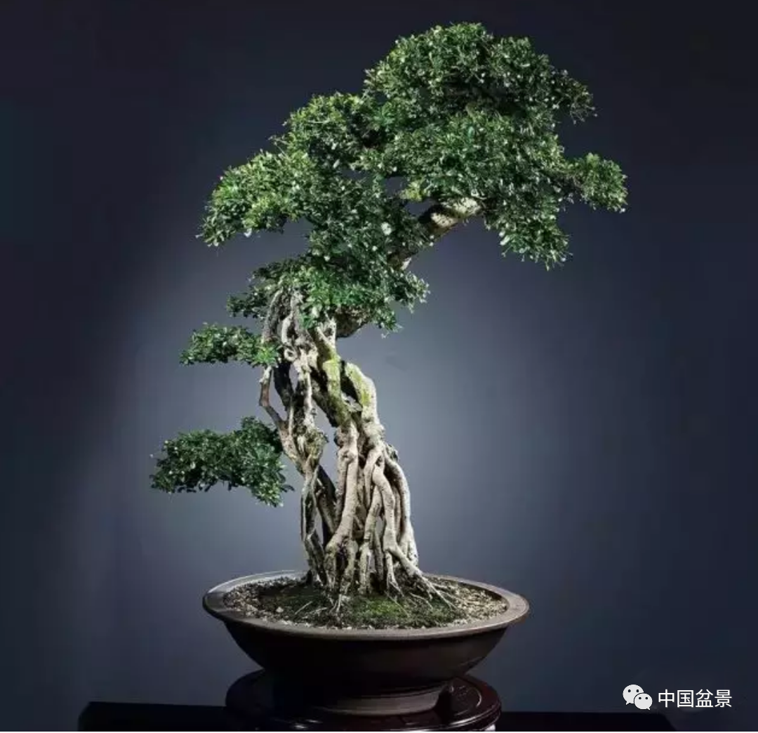 小叶福建茶盆景新作欣赏