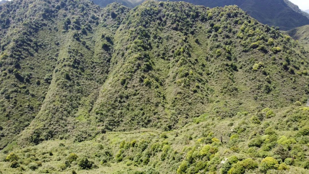 小草坝,方竹,彝良县,竹笋