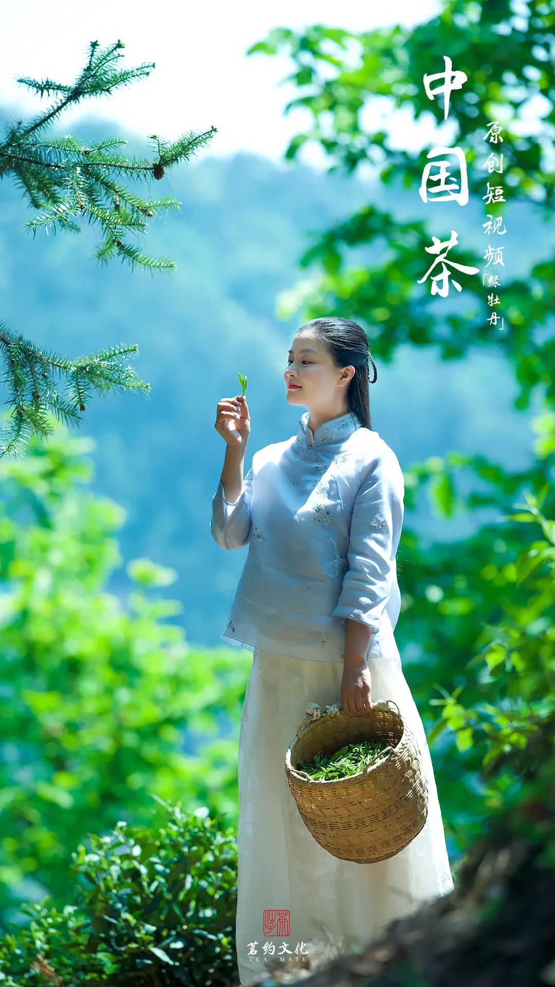 茶仙子,茶叶,鲍丽丽,叶子,茶道