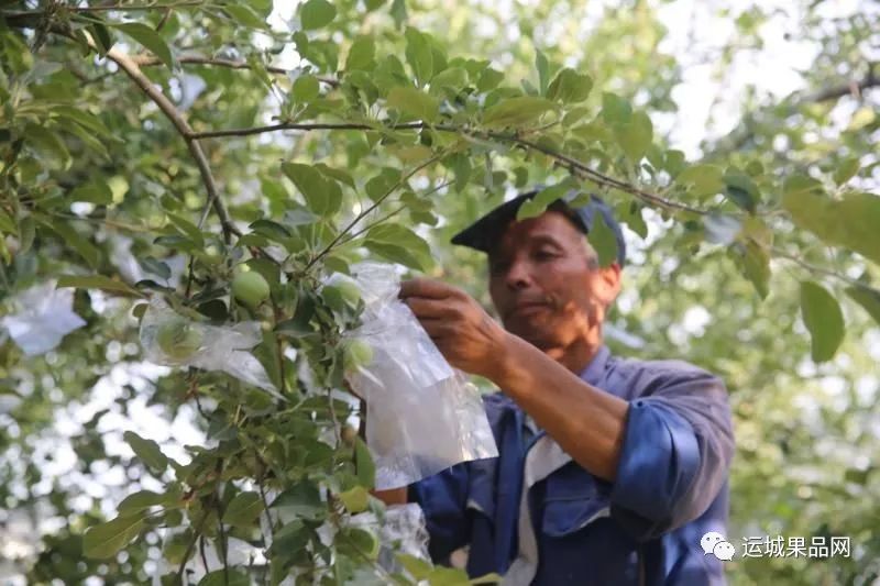 山西临猗:"苹果穿衣"季,果农分外"忙"