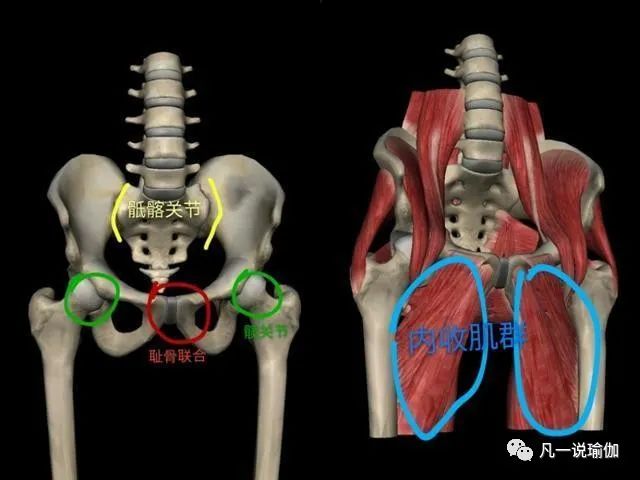 一字马,骶髂关节,骨盆