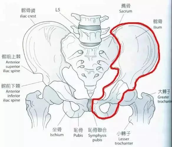 假胯宽,骨盆,盆底,臀部,泡沫轴