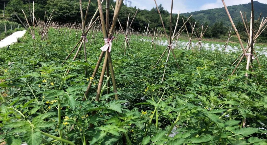 和平坝区:蔬菜丰收 瓜果飘香