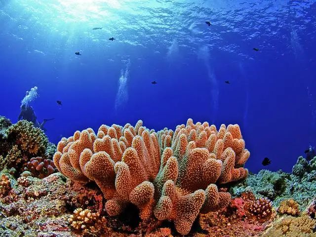海洋生物,珊瑚,蓝鲸,地球