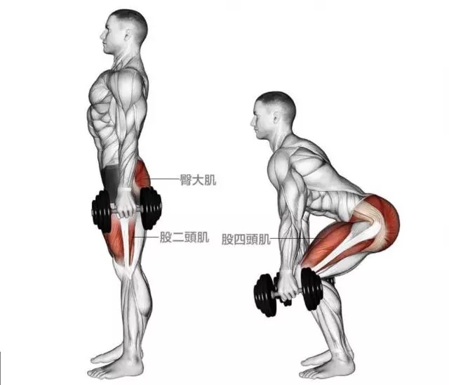 如何增强股四头肌的肌力?加强膝关节周围肌肉力量的锻炼方法