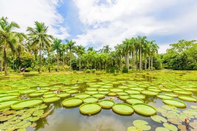 景点,中科院西双版纳热带植物园,旅游景区,傣族,热带花卉园,告庄夜市