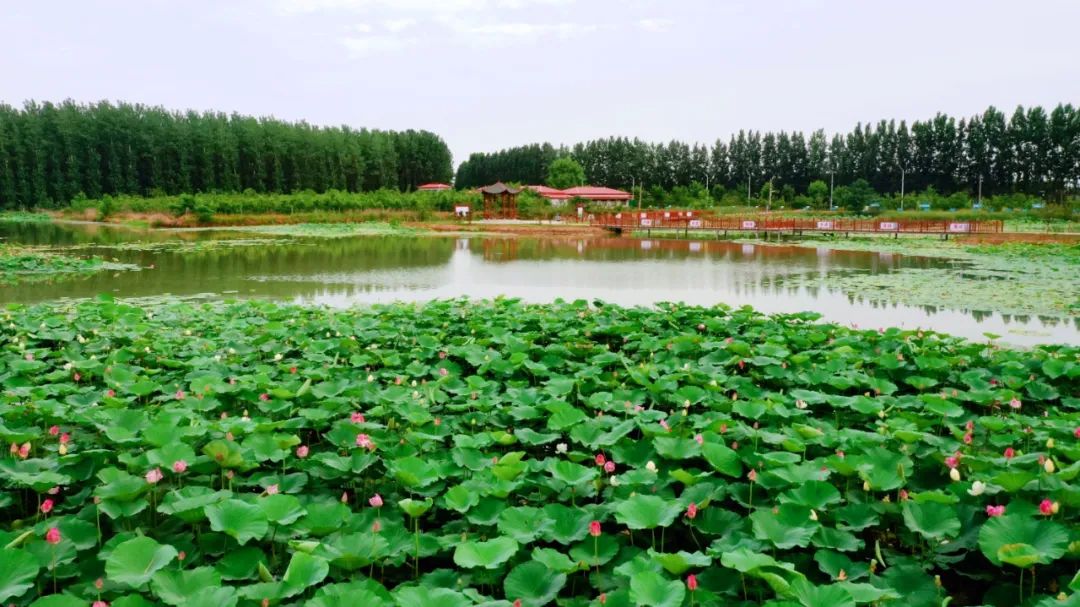 国家湿地公园,湿地公园,漯河
