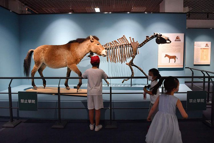 古生物化石,化石,猛犸象,古兽,北京自然博物馆,披毛犀
