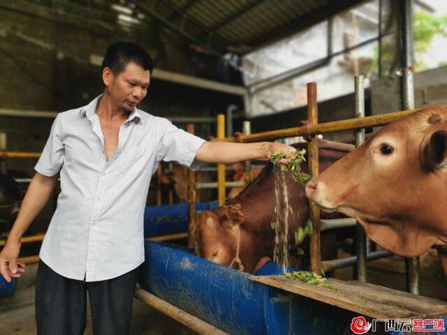 都安瑶族自治县,苏建坤,贫困户,河池,肉牛,农户