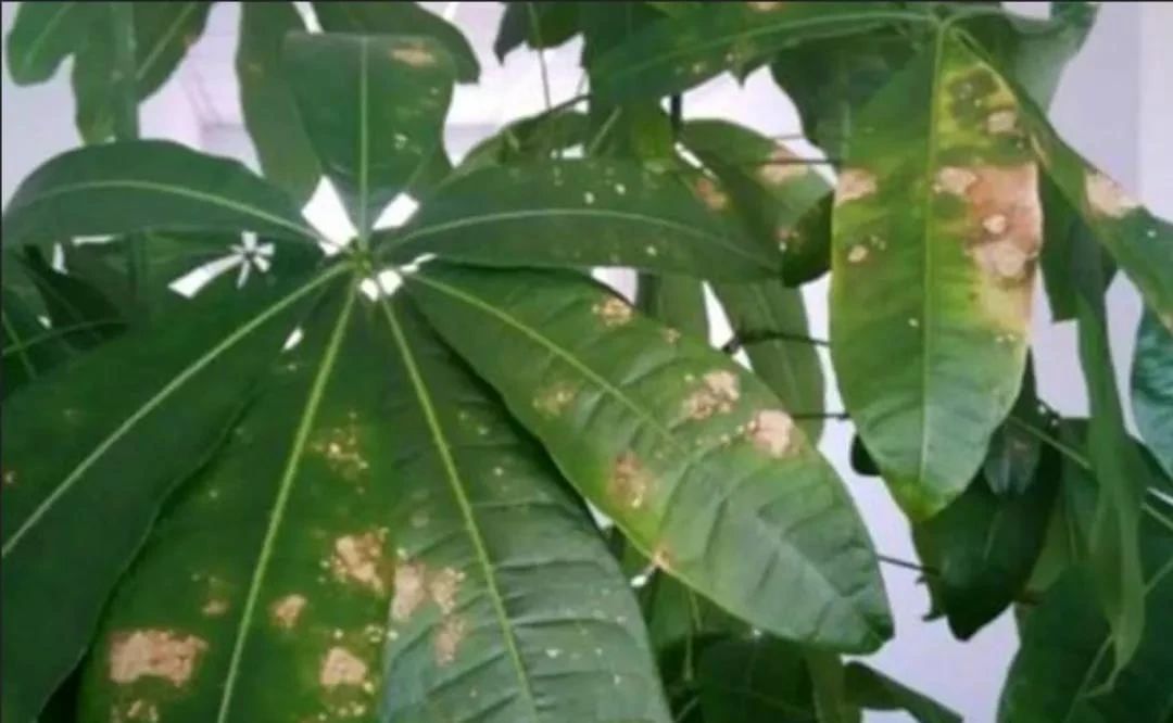 锈病,红蜘蛛,真菌病害,钙元素,植物