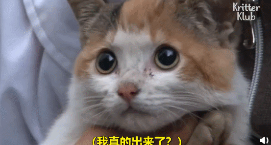 小猫也一脸不敢相信,我真的出来了?