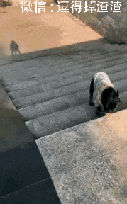 搞笑gif段子:这个拖鞋还是很时尚的,应该不冷吧