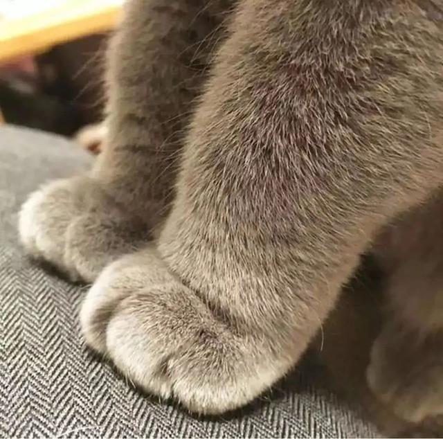 每吃一个山竹,就会有一只猫咪失去它的小jiojio