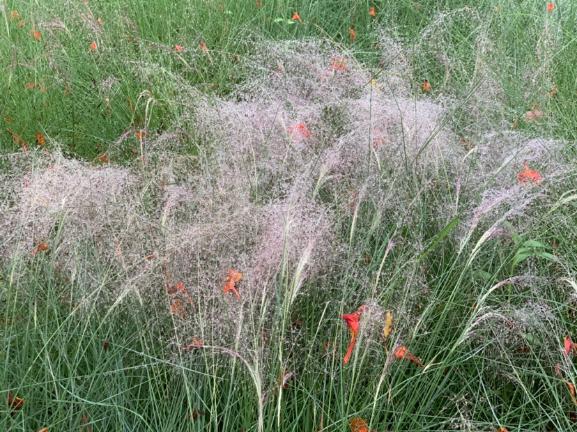 6月9日雨后清晨在深圳大沙河生态长廊的花草露珠和蝴蝶