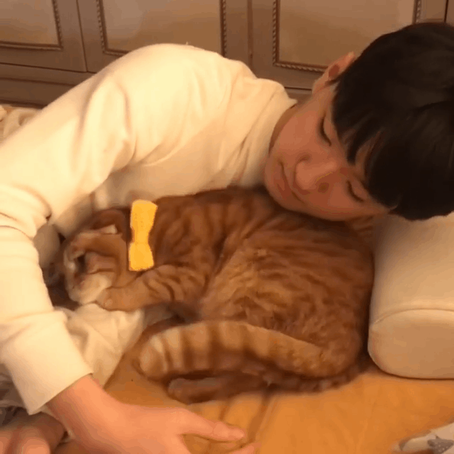 猫咪,小benny,benbro,云吸猫,橘猫