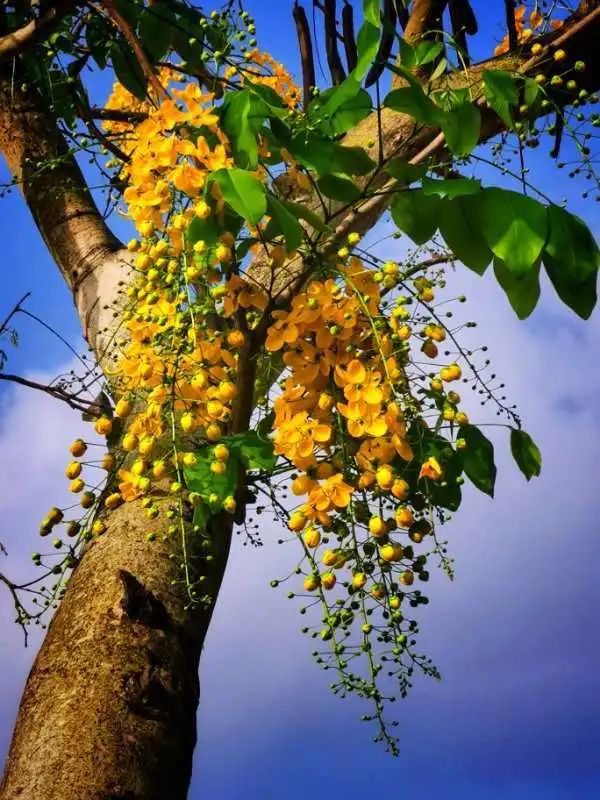 腊肠树开花,厦门街头飘起"黄金雨"!你"拍一拍"了吗