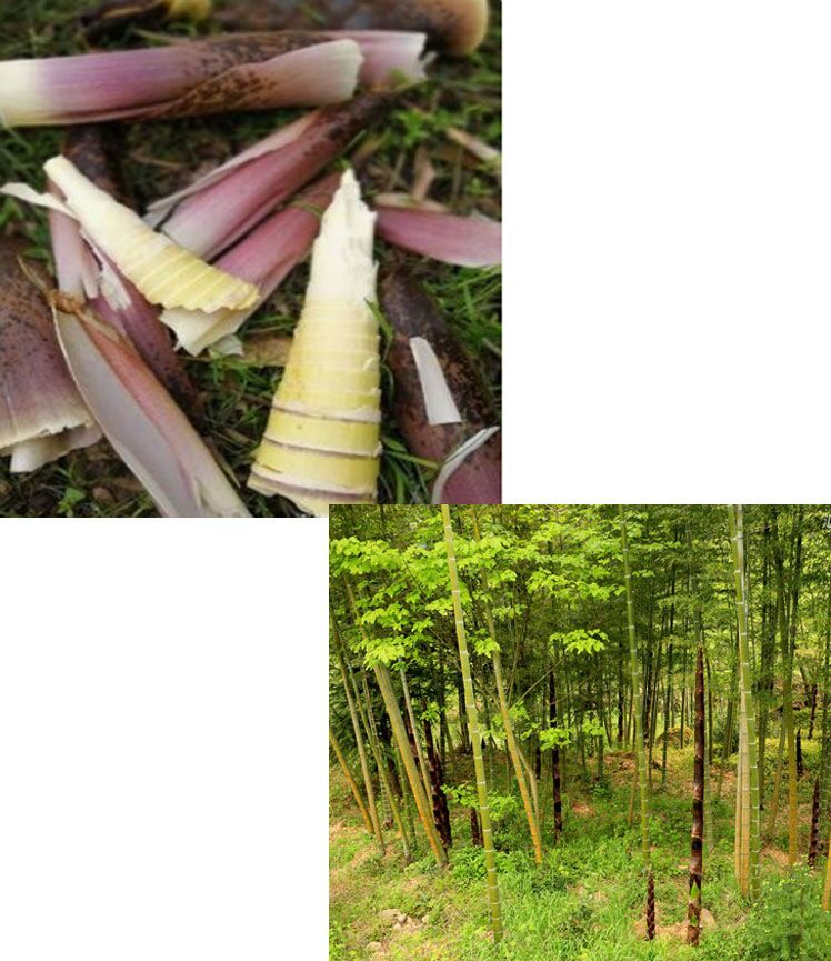 贵州正宗新鲜的泡酸笋丝,高原上的竹子,每年一季