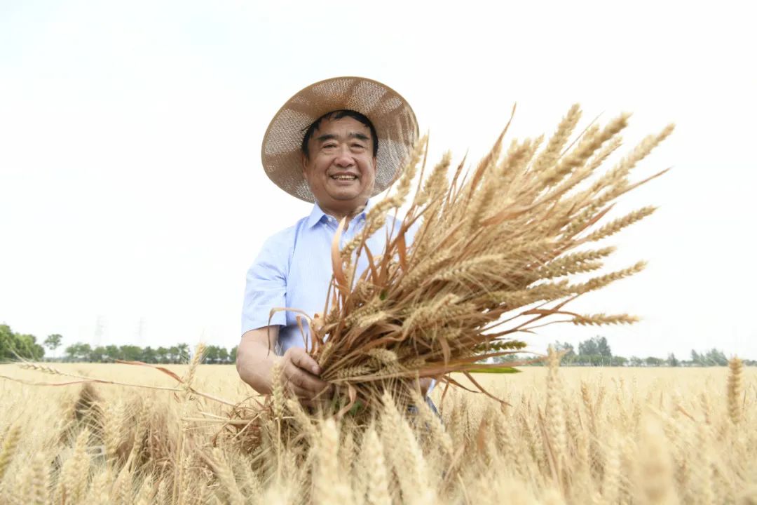 丰收了!还种了太空育种小麦