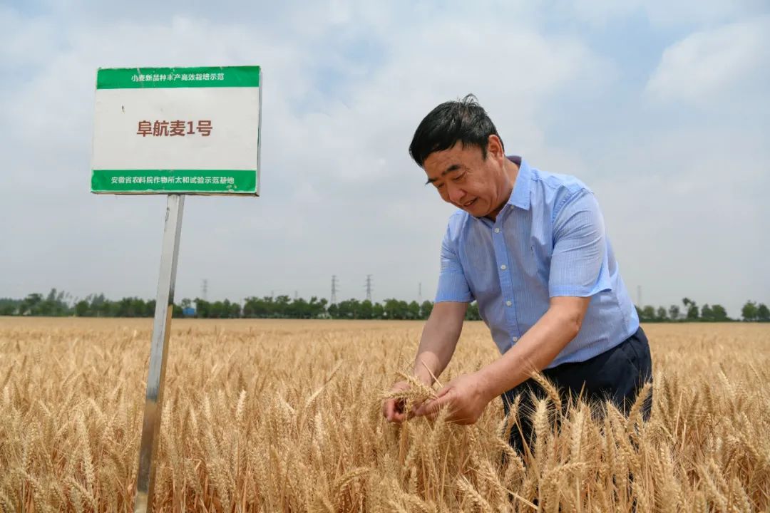 厉害了"麦王"!丰收了!还种了太空育种小麦