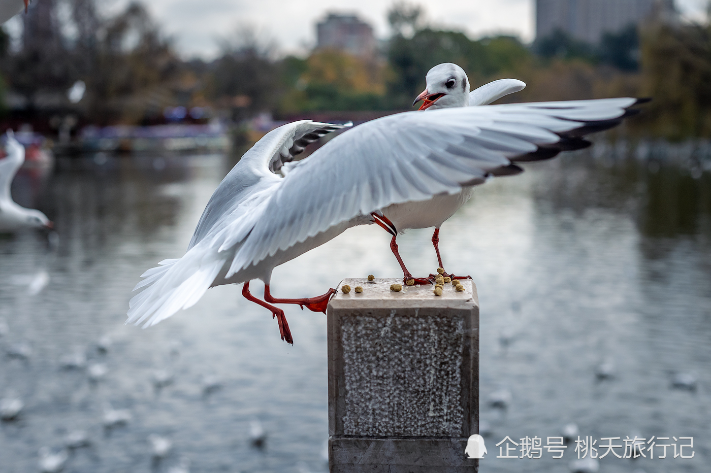 冬季昆明的翠湖公园,气温适宜,明星红嘴鸥来度假了,引来无数游客观赏