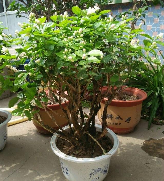 茉莉花怎么养,盆栽茉莉,家庭养花,养花知识,园艺