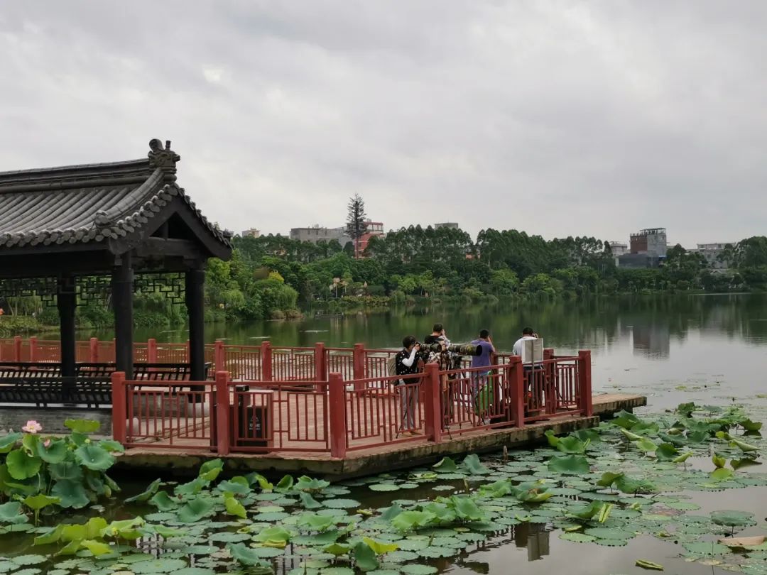东湖公园,贵港,景点,公园,摄影师,莲塘