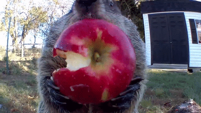 土拨鼠在狗子面前吃披萨,还一脸得意