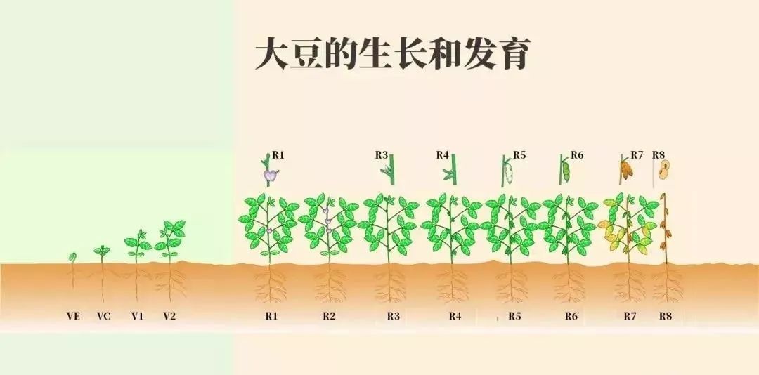 大豆的整个生长过程分 3 个生育阶段和 6 个生育时期.