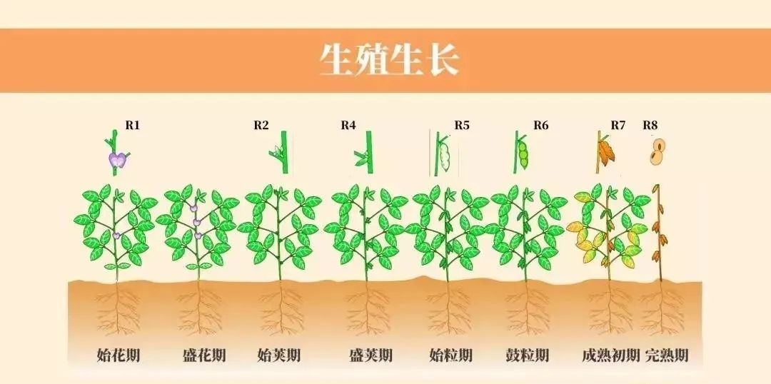 大豆的整个生长过程分 3 个生育阶段和 6 个生育时期.