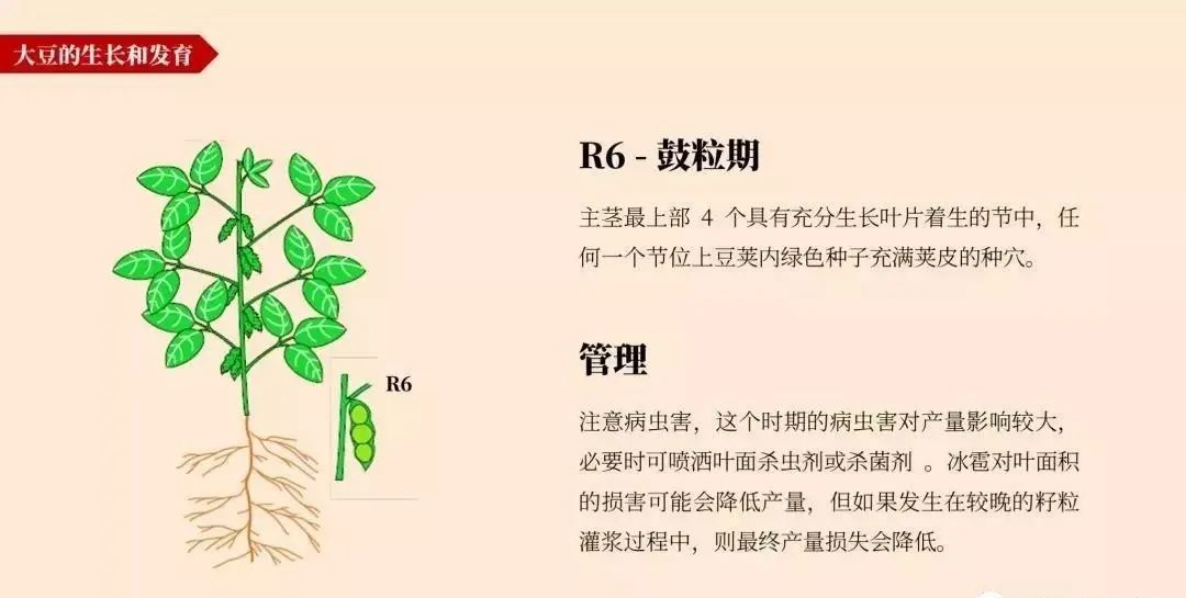 大豆的整个生长过程分 3 个生育阶段和 6 个生育时期.