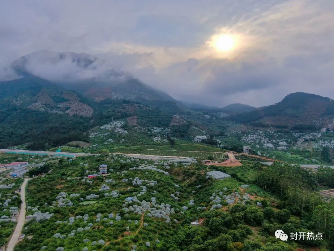 航拍封开麒麟山果园,丰收的季节!