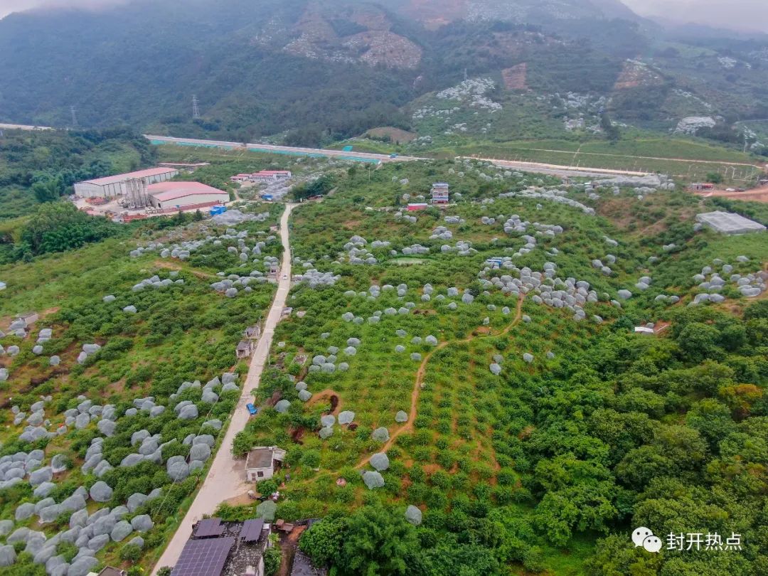 航拍封开麒麟山果园,丰收的季节!