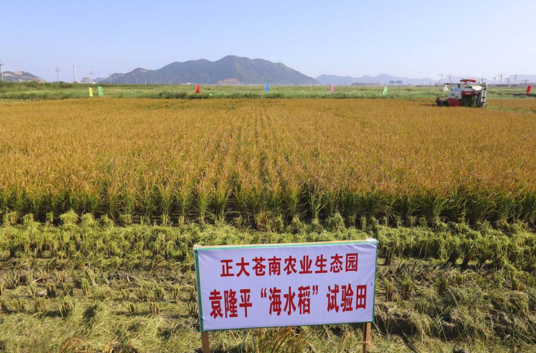 袁隆平海水稻试种青海,将来人们有望吃到"西部海水稻大米"