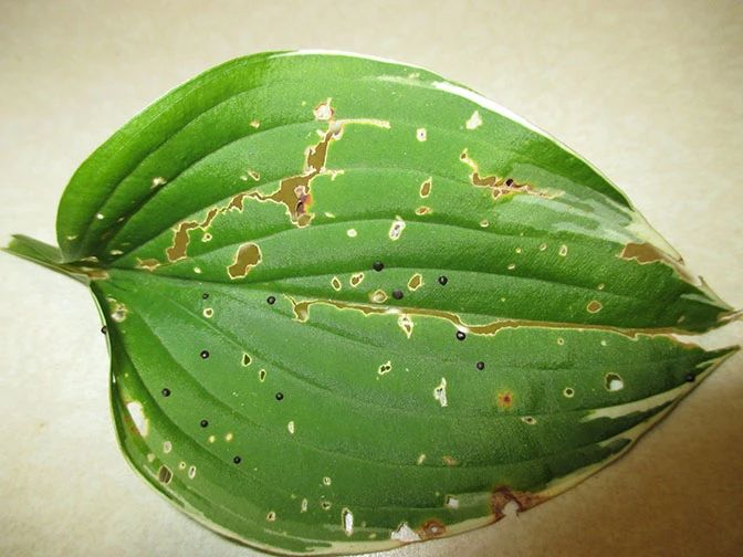 轻松鉴别室内植物常见的几种病虫害,根部烂掉,叶子长斑是啥情况