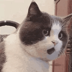 可爱猫咪表情包动图